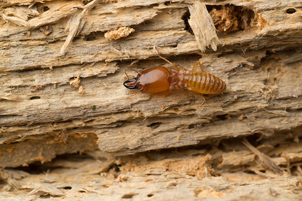 Eliminate termites from your house and save your furniture from damage
