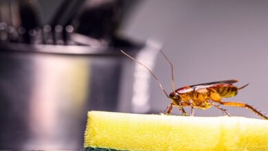 Good housekeeping tips that will drive pests away from your home